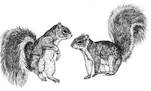 Two squirrels chatting to each other, drawing